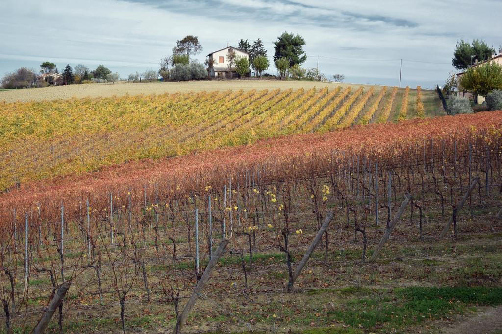 Agriturismo Al Rifugio Divino Belvedere Ostrense Luaran gambar