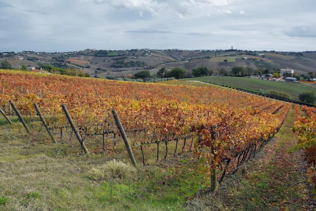 Agriturismo Al Rifugio Divino Belvedere Ostrense Luaran gambar